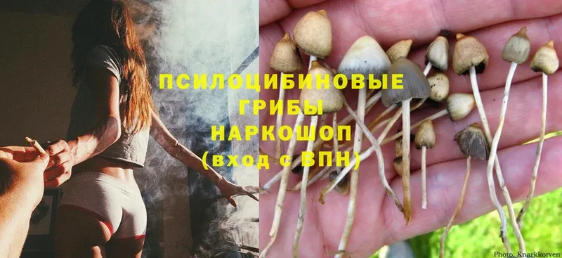 Галлюциногенные грибы Magic Shrooms  blacksprut сайт  Новозыбков 